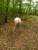 en foret prete a etre baiser par un vieux cochon